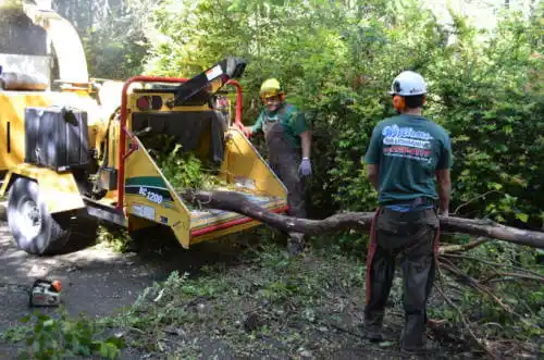 tree services Fellsmere